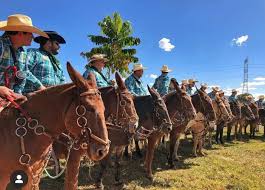 Muladeiros preparam - se para a Expo-Goiás